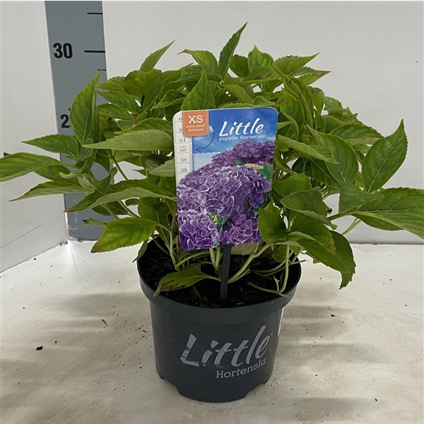 Hydrangea macr. 'Little Purple' ® (Little XS)