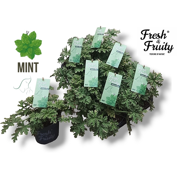 <h4>Pel. Fresh&Fruity® Mint Fresh</h4>