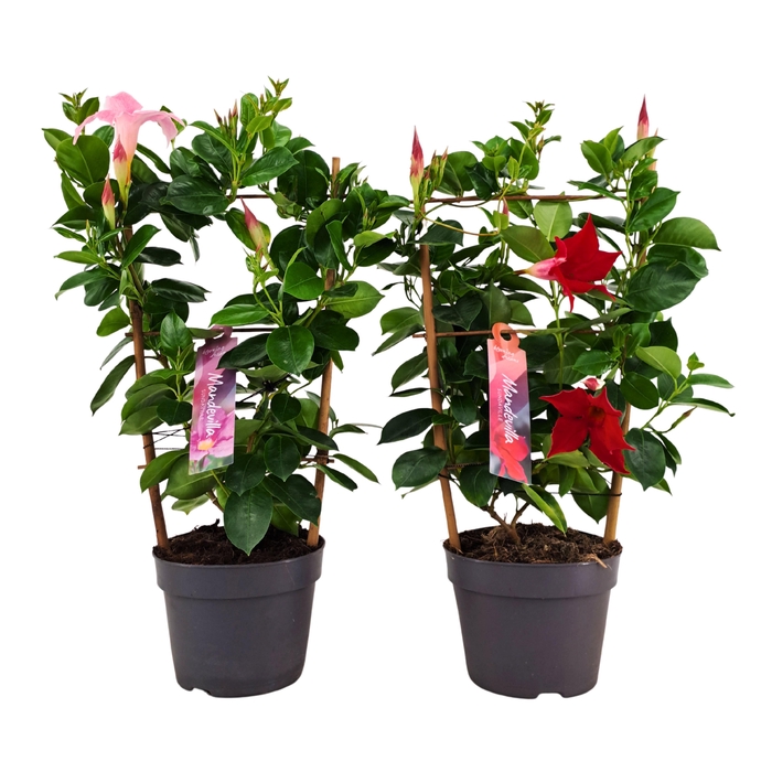 <h4>Dipladenia Sundaville Rek Mix 13 cm (PT)</h4>