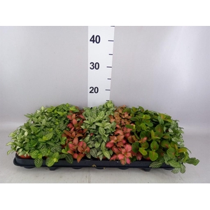 Fittonia   ...mix 7