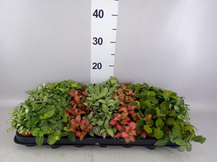 <h4>Fittonia   ...mix 7</h4>