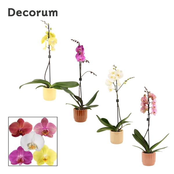 <h4>Phalaenopsis 1 tak 9+ mix in Liam (Coffee blend-collection)</h4>