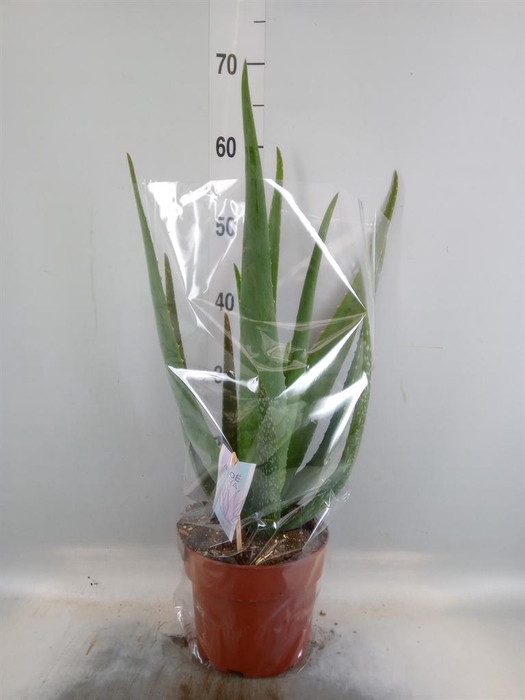 <h4>Aloe vera</h4>
