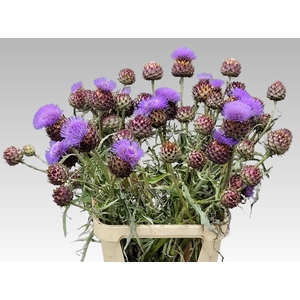 CYNARA CARDUNCULUS