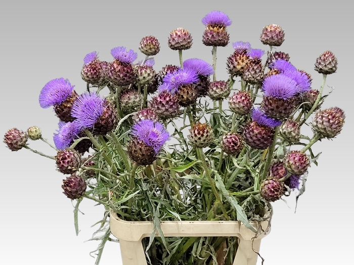 <h4>CYNARA CARDUNCULUS</h4>
