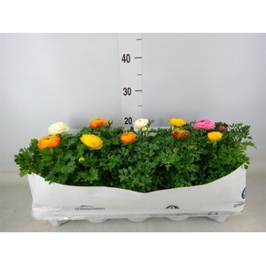 Ranunculus  'Sprinkles Dwarf'  .mix