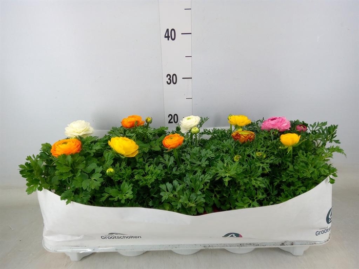 <h4>Ranunculus  'Sprinkles Dwarf'  .mix</h4>