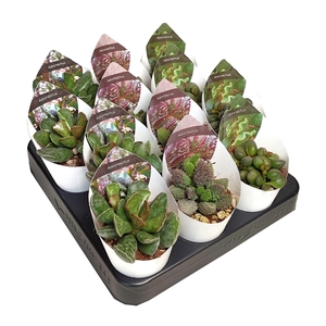 ADROMISCHUS MIX IN A ROW - POT Ø 6,5 WITH POTCOVER (SUCCULENTEN)