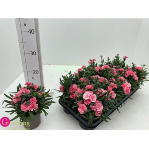 DIAN OSC PINK