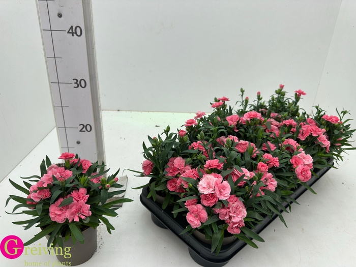 <h4>DIAN OSC PINK</h4>
