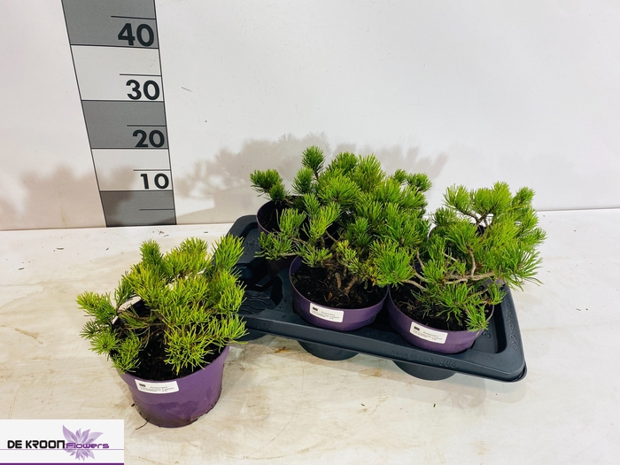 <h4>PINUS MUGO</h4>
