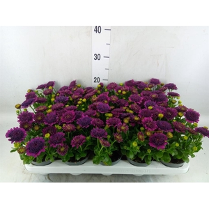 Osteospermum  'FlowPow Dbl Purple'