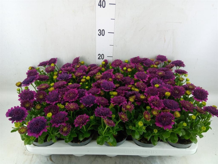 <h4>Osteospermum  'FlowPow Dbl Purple'</h4>