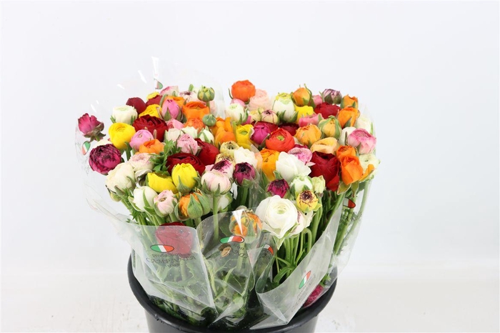 <h4>Ran Elegance Mixed</h4>