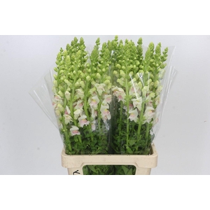 Antirrhinum Maryland Plumblossom