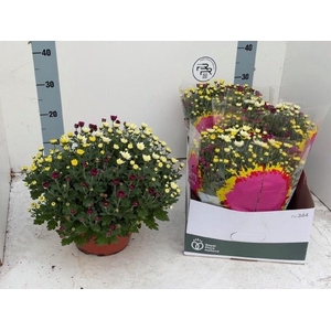 CHRYS GEM IN POT