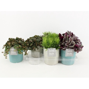 Ov Kamerplanten Gemengd Keramiek Tess