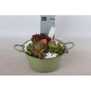 Arrangementen Sempervivum 6%