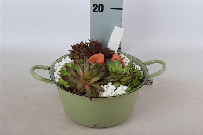 <h4>Arrangementen Sempervivum 6%</h4>