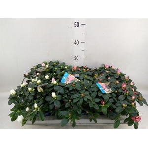 Rhododendron sim. 'Hellmut V' .mix6