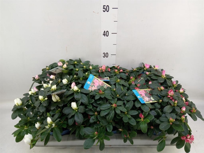 <h4>Rhododendron sim. 'Hellmut V' .mix6</h4>