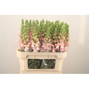 Antirrhinum Nl. Pink Avignon