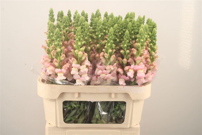 <h4>Antirrhinum Nl. Pink Avignon</h4>