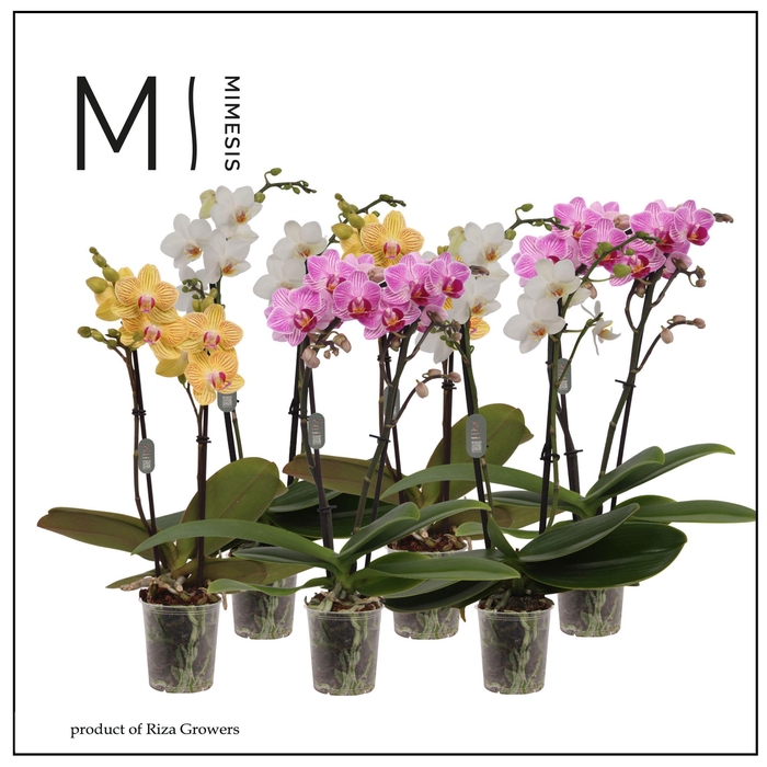 <h4>Phalaenopsis Mix 2 spike – 7cm | Mimesis</h4>