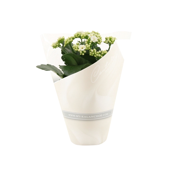 <h4>Kalanchoë Whites in Couture sleeve white</h4>