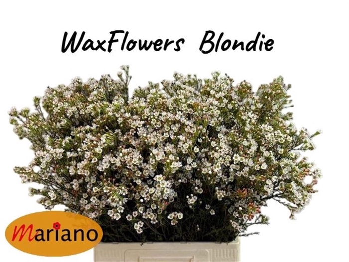 <h4>Chame Blondie</h4>