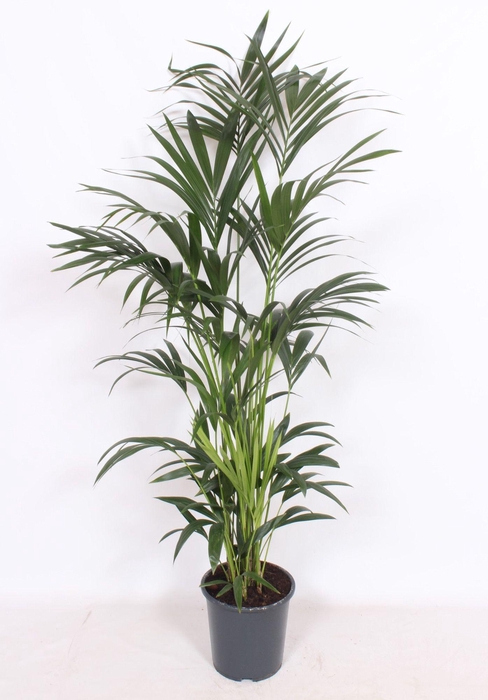 <h4>Howea forsteriana 10 per pot</h4>