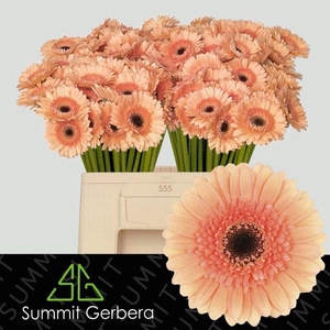 GE MI COOKIE N CREAM