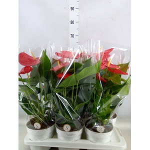 Anthurium andr. 'Minnesota'