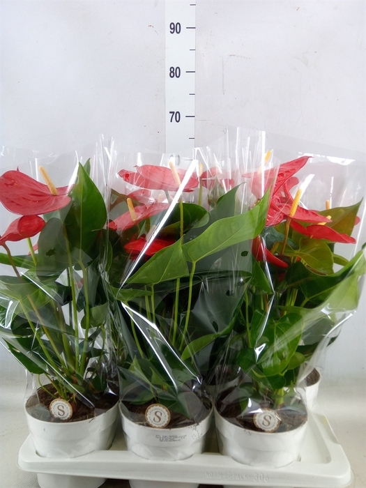 <h4>Anthurium andr. 'Minnesota'</h4>