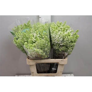 Syr V Mme Fl Stepman 4+