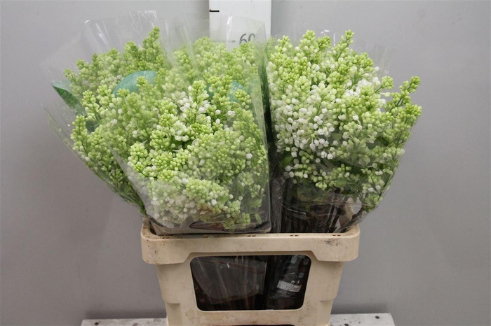 <h4>Syr V Mme Fl Stepman 2+</h4>