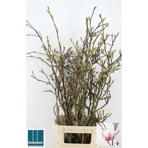 MAGNOLIA GRANDIFLORA