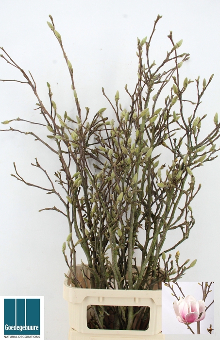 <h4>MAGNOLIA GRANDIFLORA</h4>