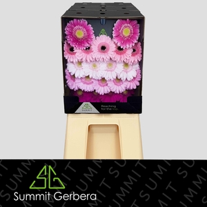 Germini Mix Lila Diamond