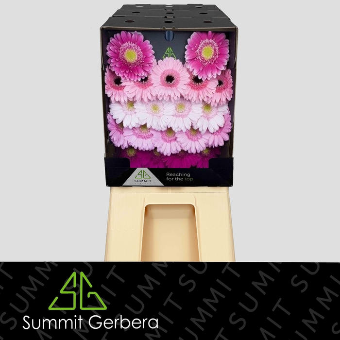 <h4>Germini Mix Lila Diamond</h4>