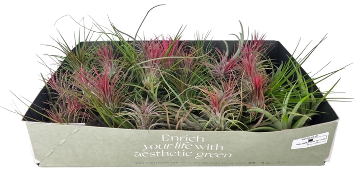 <h4>Tillandsia</h4>