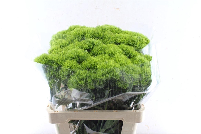 <h4>Di Barb Barb Fresh</h4>