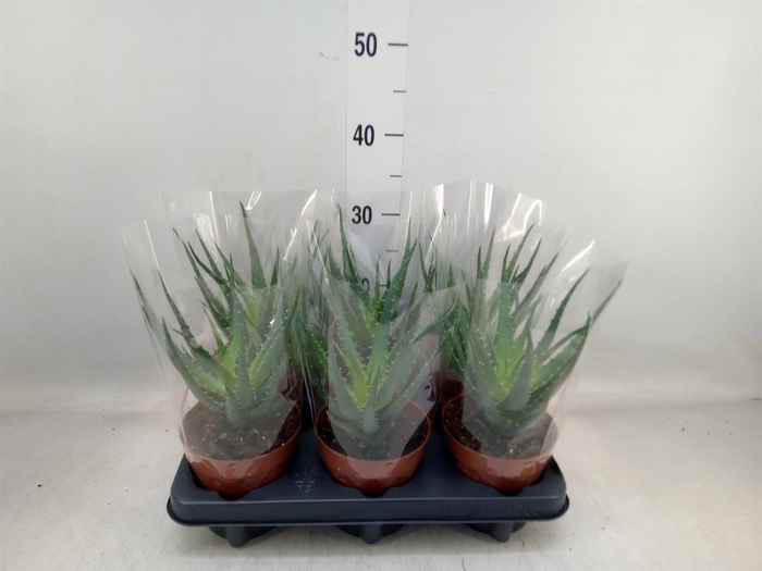 <h4>Aloe arborescens</h4>