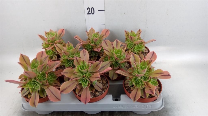 <h4>Aeonium ...</h4>