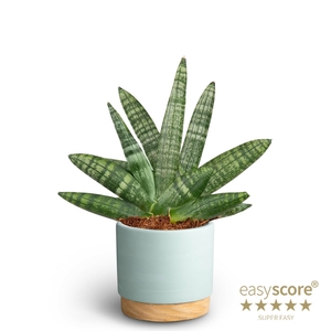 SANSEVIERIA BONCELLENSIS P10