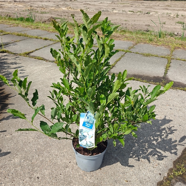 <h4>Magnolia stellata</h4>