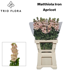 MATTH IRON APRICOT 996