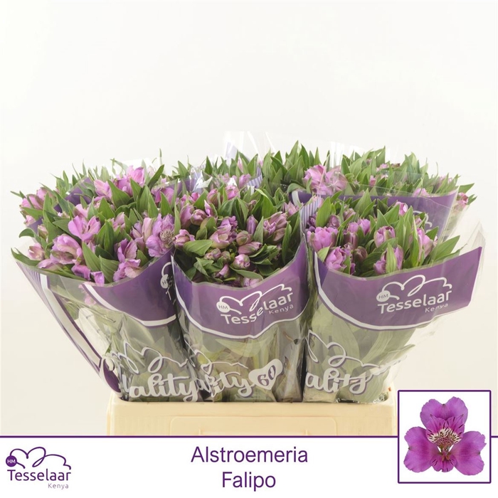 <h4>Alstroemeria Falipo</h4>