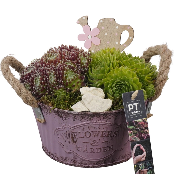 <h4>PTS7340 Arrangement Sempervivum in metalen pot</h4>