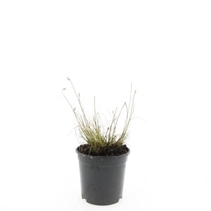 Pennisetum alopecuroides Little Bu